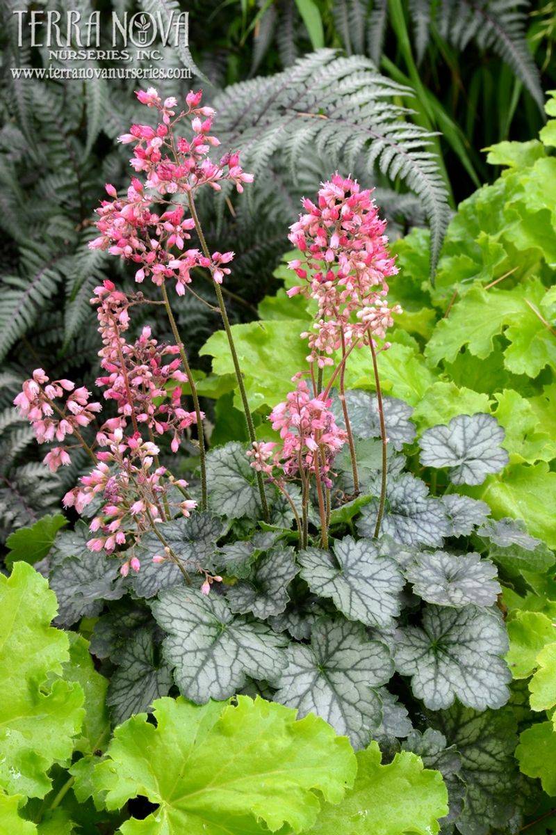 Heuchera