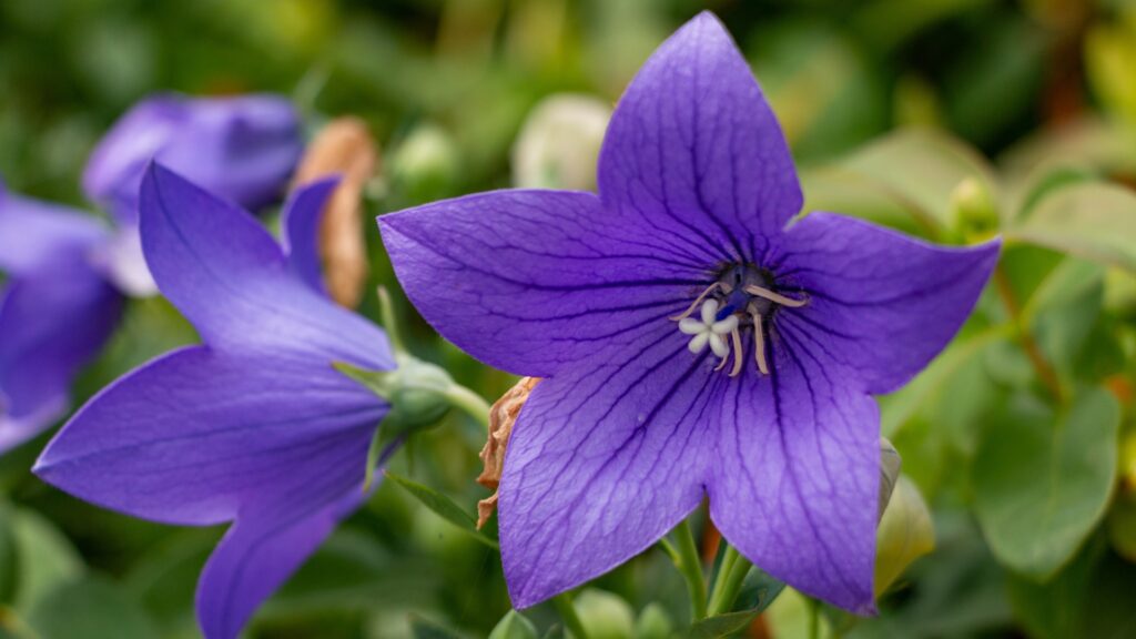 balloon flower