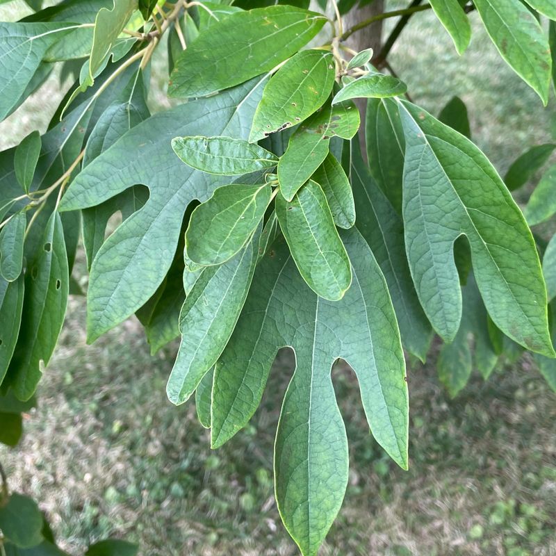 Sassafras (medicinal variety)