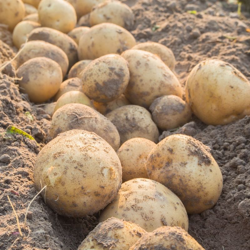 Space-Grown Potatoes