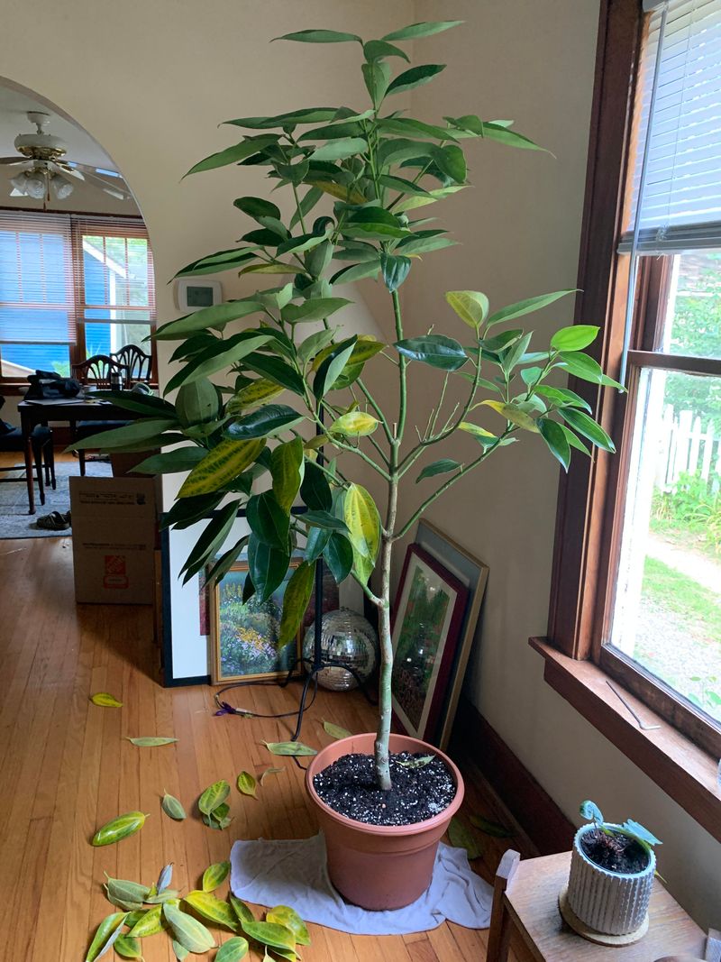 Cinnamon Plant