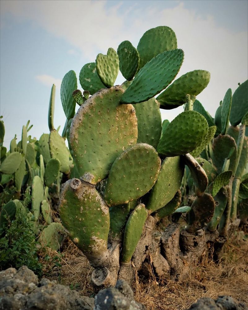 Cactus