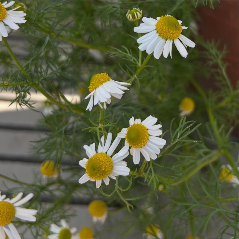 Chamomile