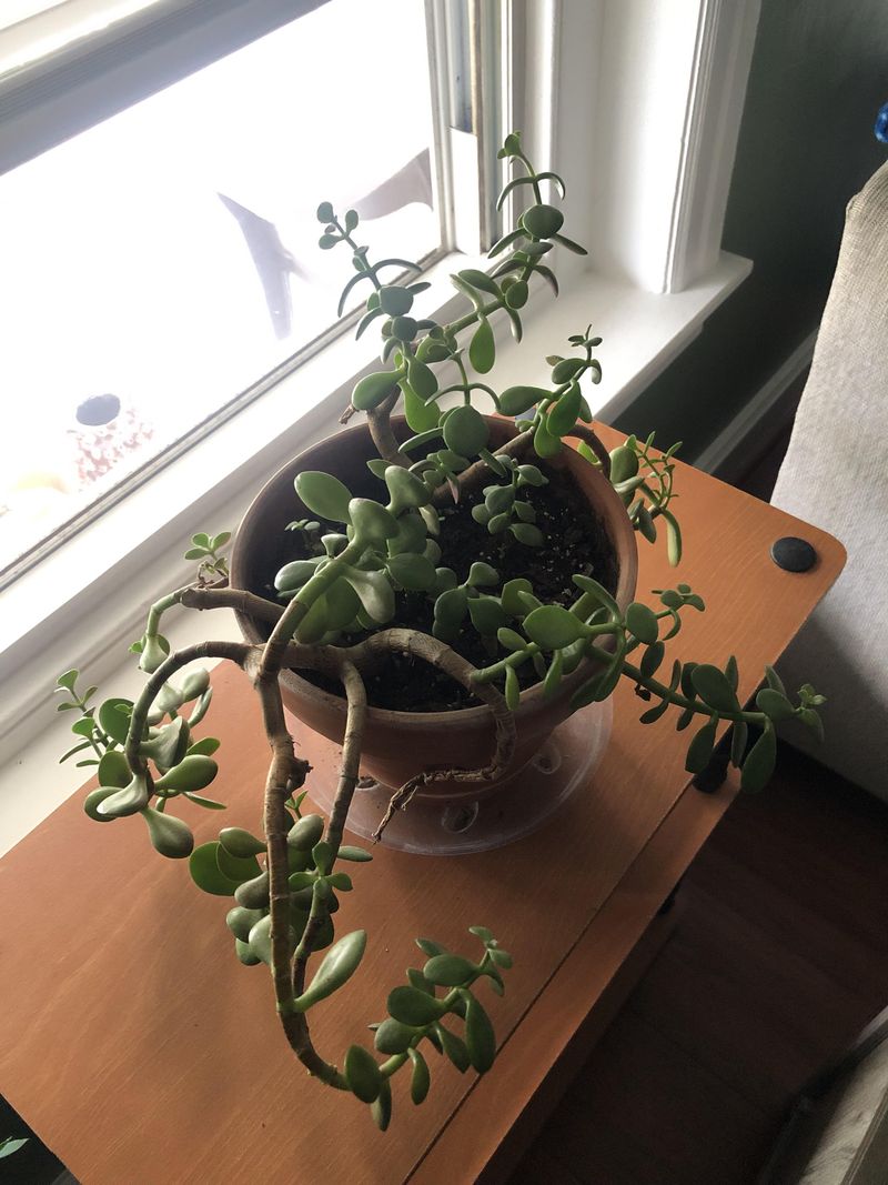 Jade Plant