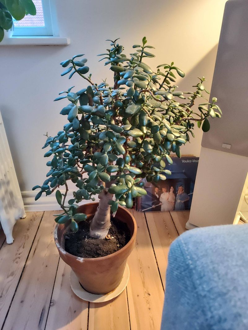 Jade Plant