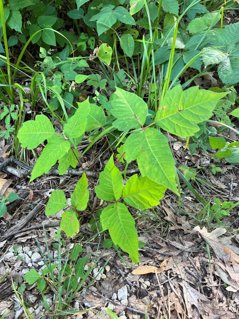 Poison Ivy