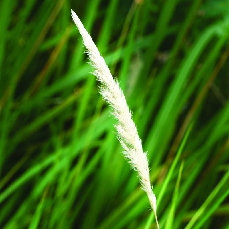 Cogon Grass