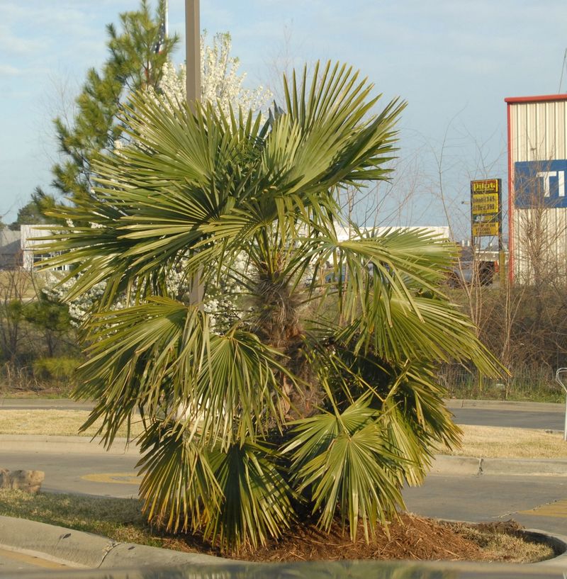 Trachycarpus Palm