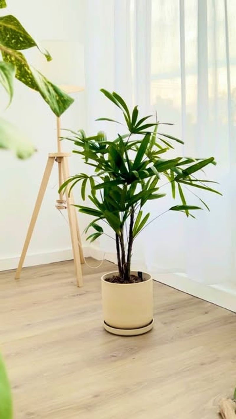 Lady Palm (Rhapis excelsa)  – The Oxygen Booster