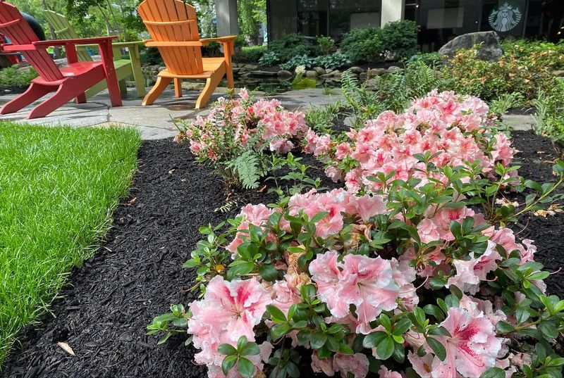 Azalea (Rhododendron Spp.)