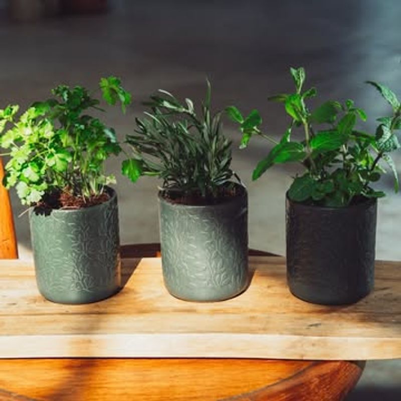 Culinary Herb Pots