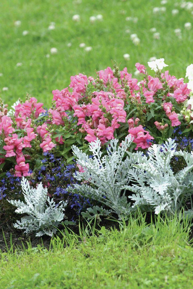 Snapdragons and Dusty Miller