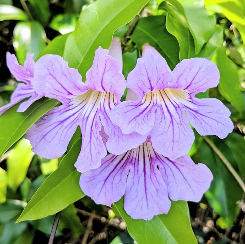Trumpet Vine – Beautiful but Brutal in the Garden