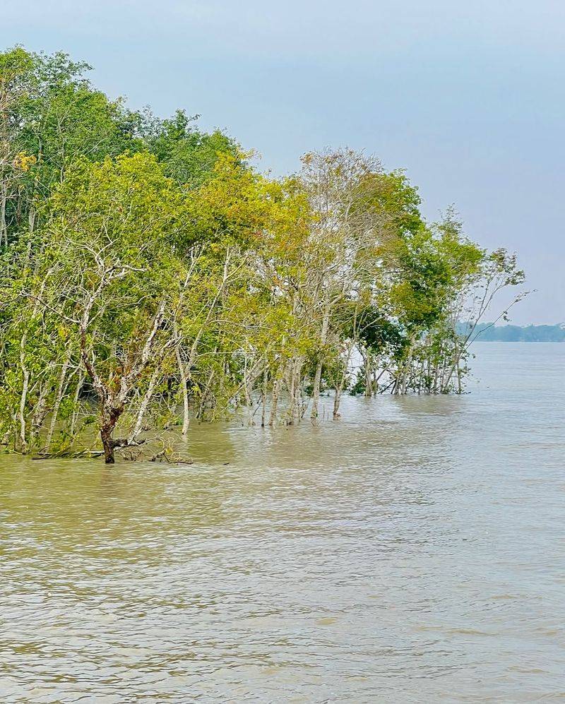 Bangladesh For Sundarbans Mangroves