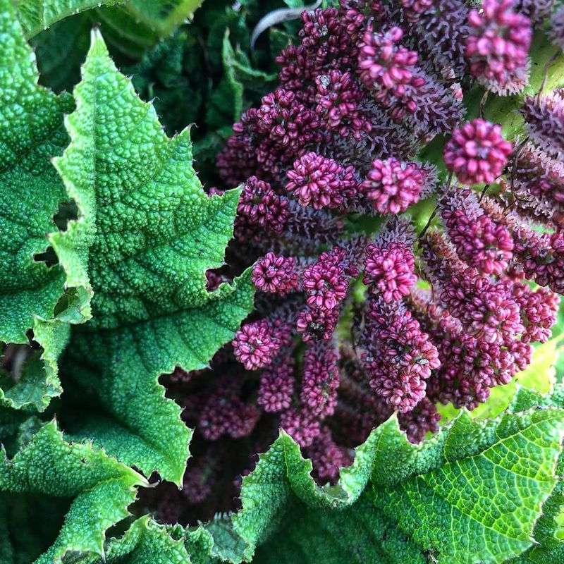 Gunnera (Gunneraceae)