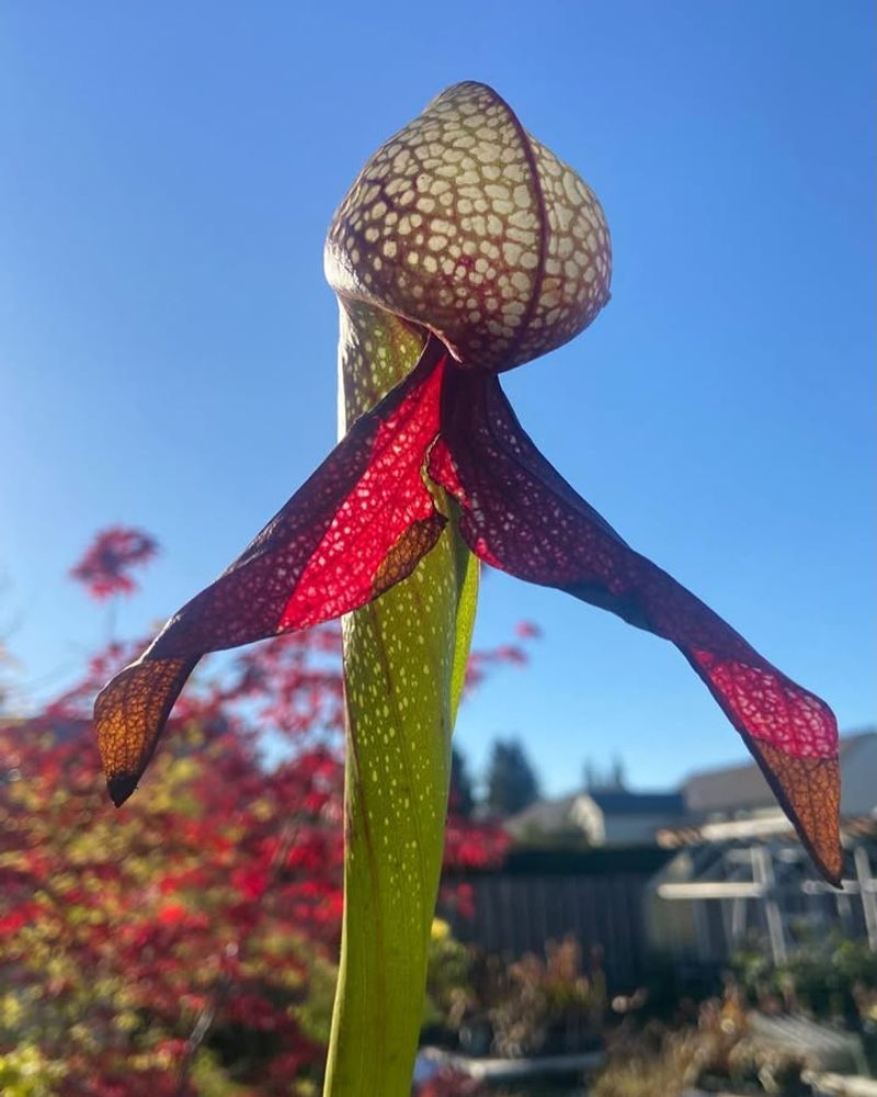Pitcher Plant