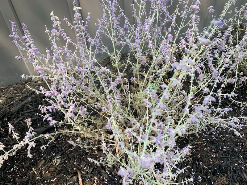 Russian Sage