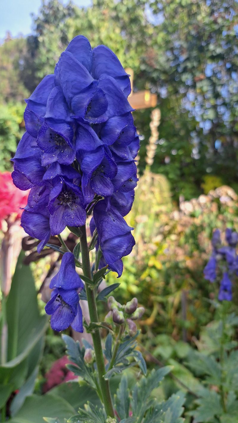 Avoid Dividing Monkshood