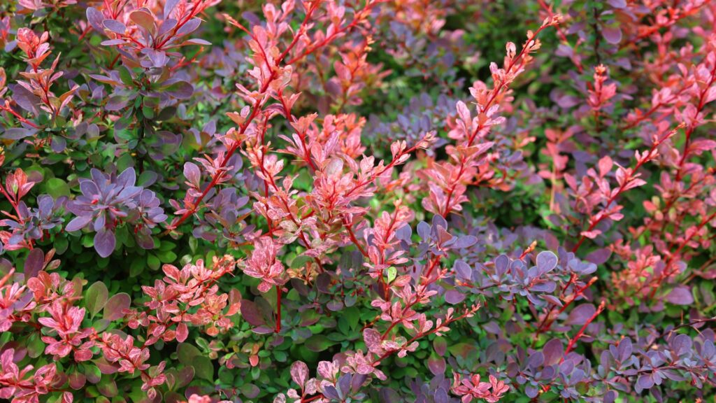 barberry shrub