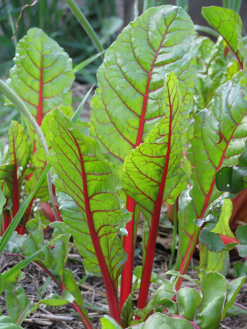 Red-leafed Swiss Chard