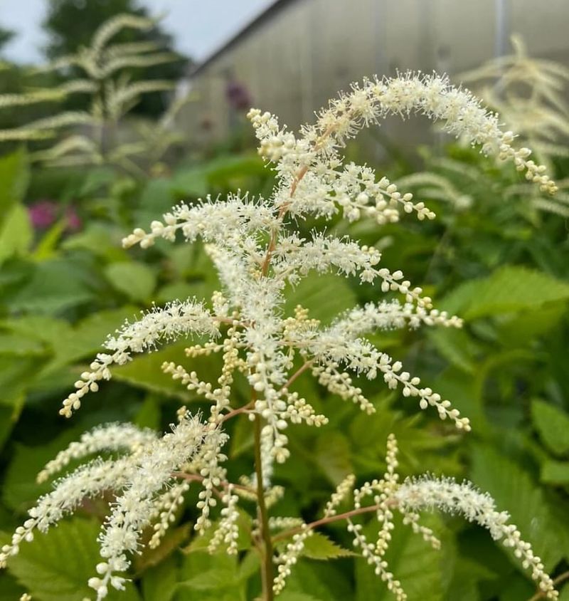 Goat's Beard