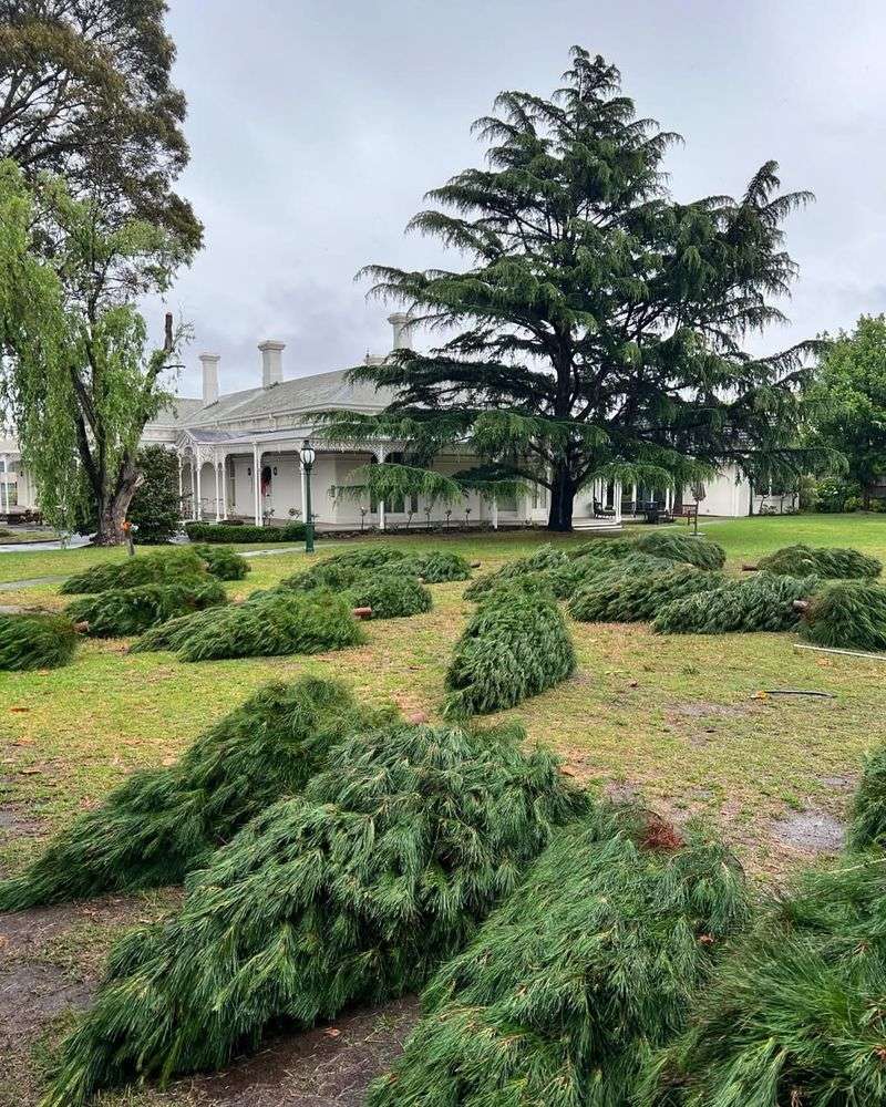 Siberian Cypress