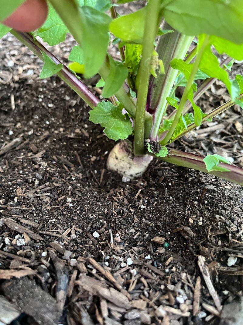 Rat-Tail Radish