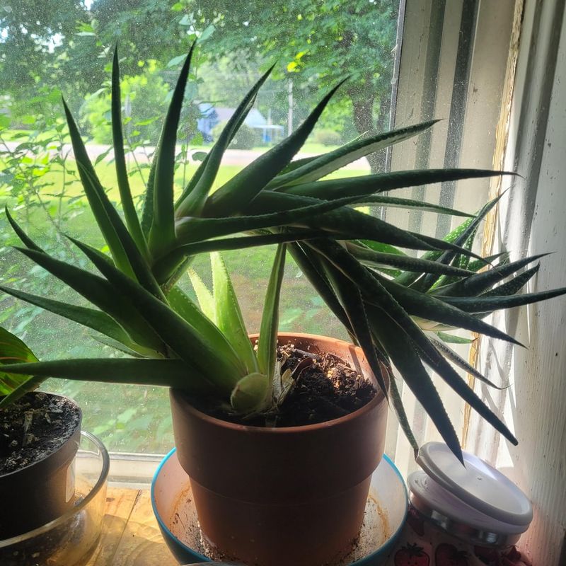 Aloe Vera