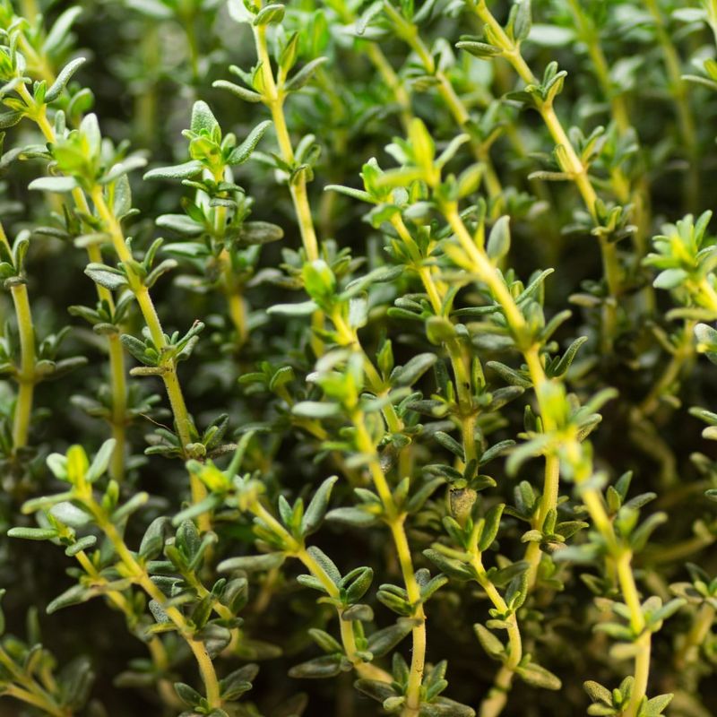 Thyme