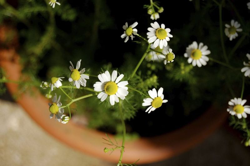 Chamomile