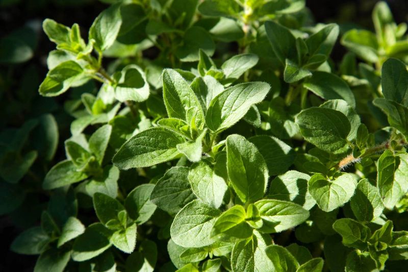 Marjoram