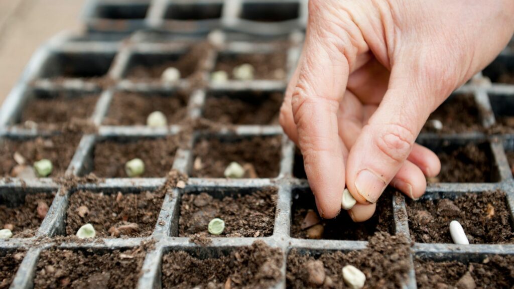 Spring Seeds Make Sure To Start Growing These 29 Flower Seeds Early Before Spring Starts
