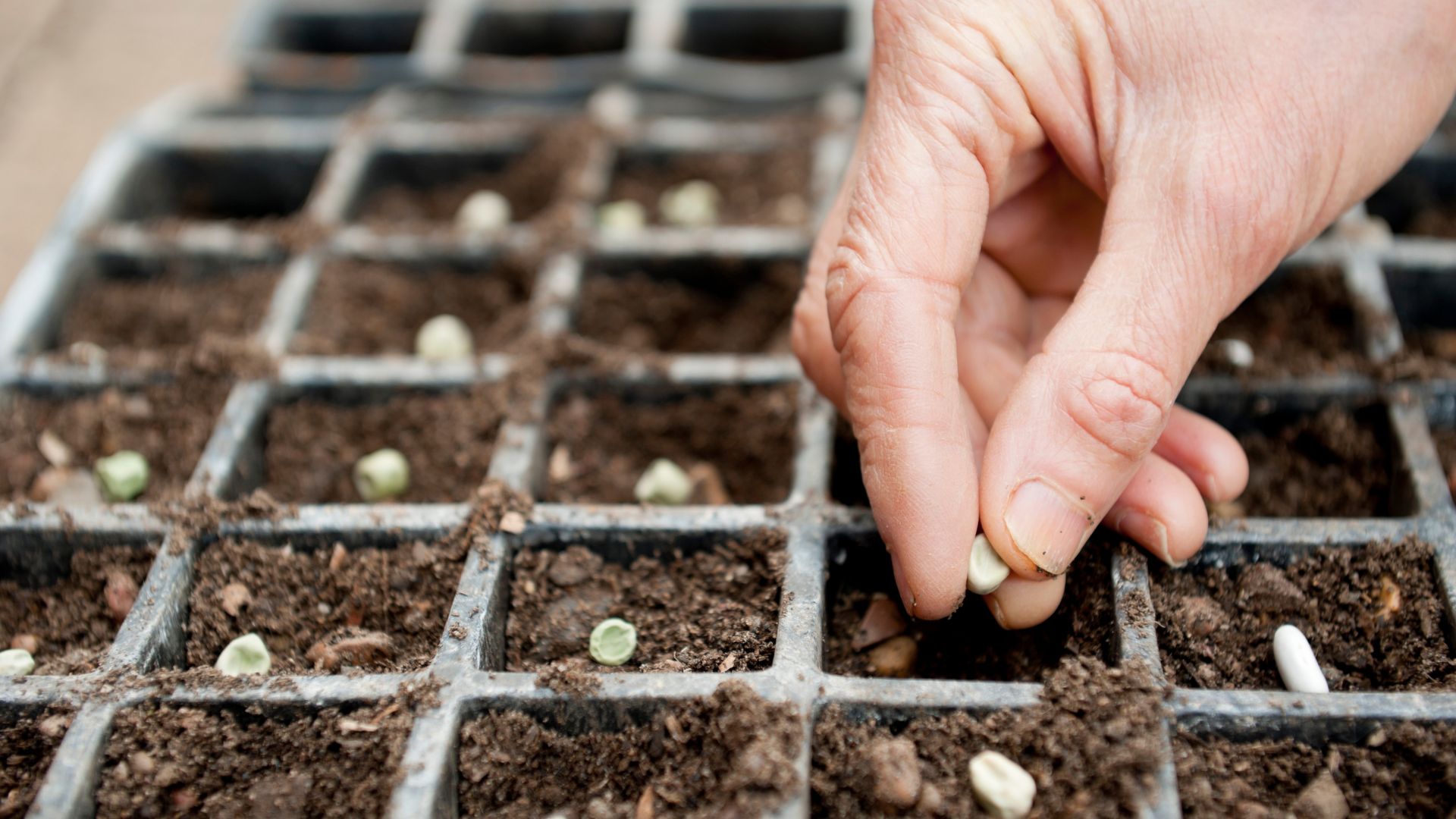 Sowing seeds