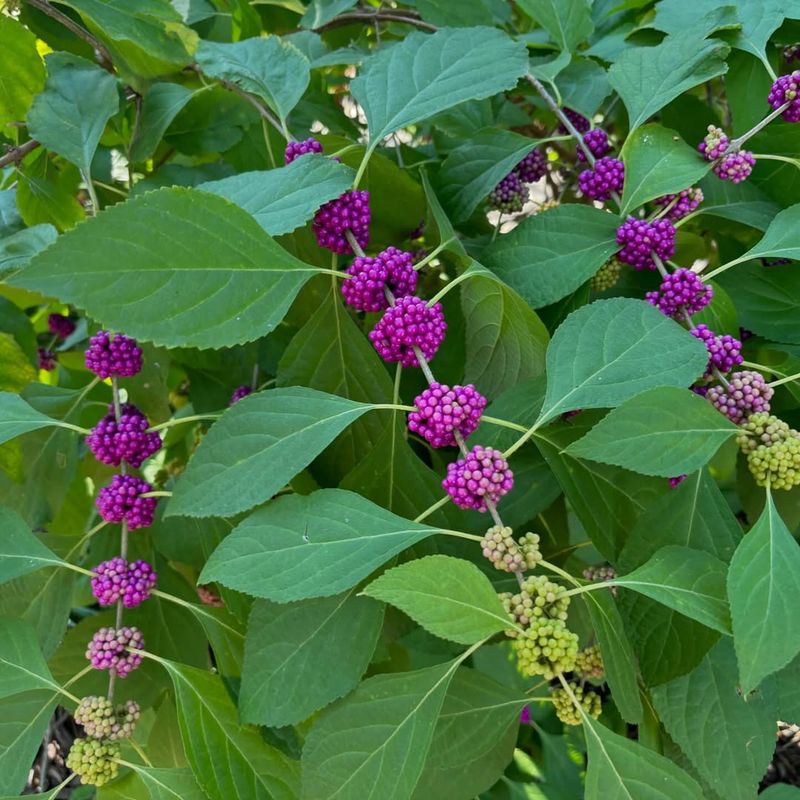 American Beautyberry