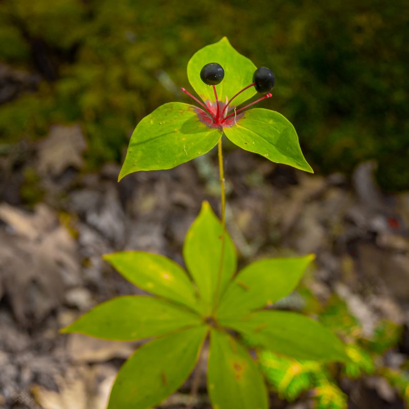 Indian Cucumber Root