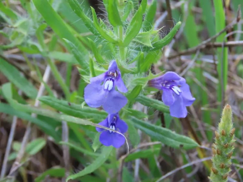 Texas Sage (Salvia texana)