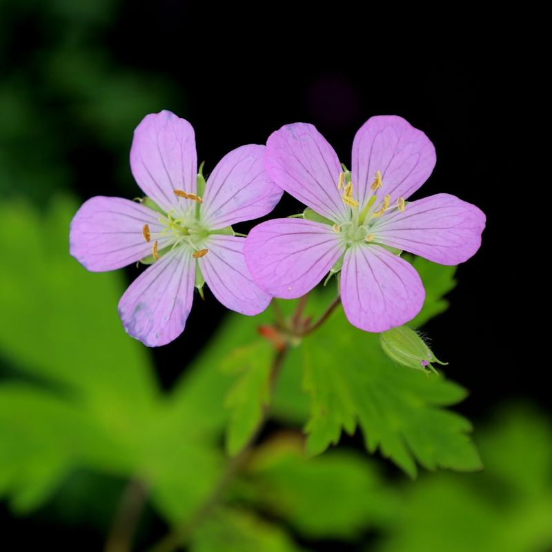 Wild Geranium