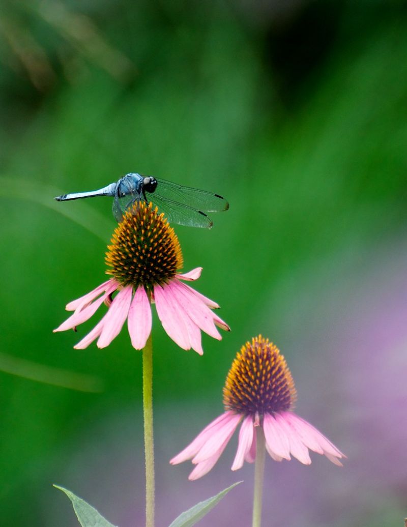 Coneflower