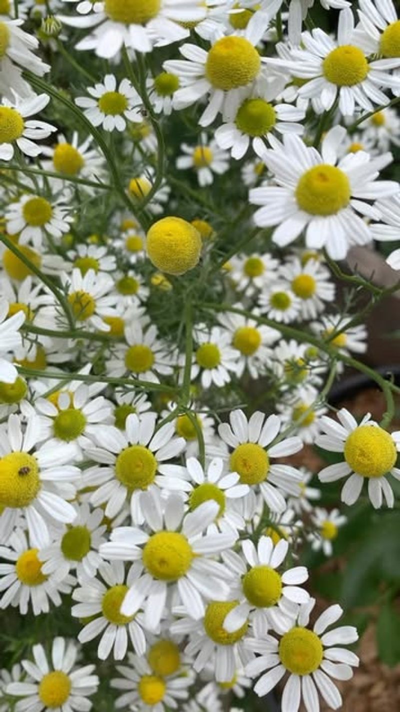 Chamomile