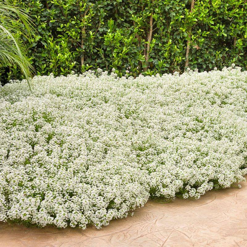 Sweet Alyssum