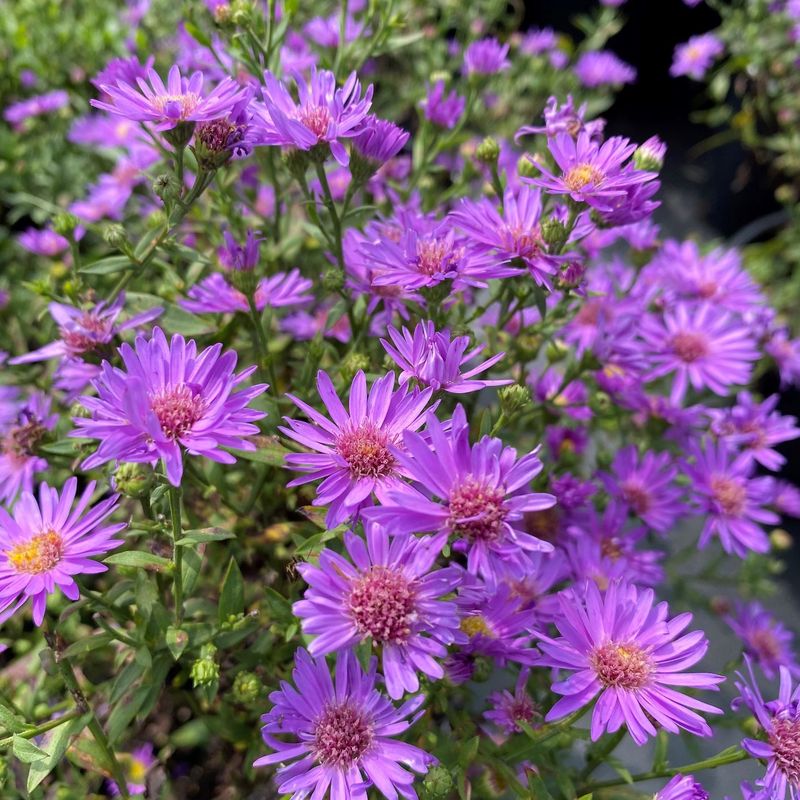 Aster