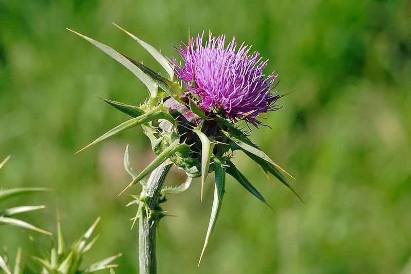 Thistle