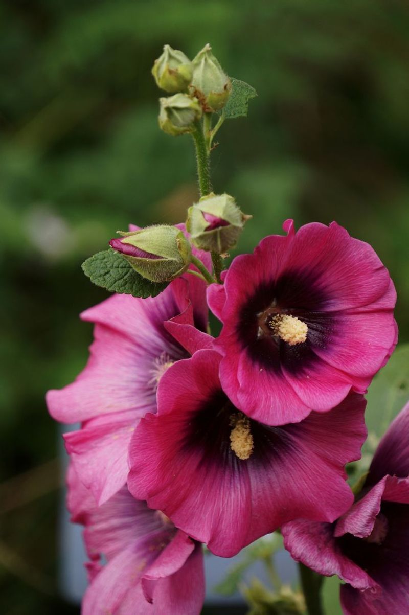 Hollyhock