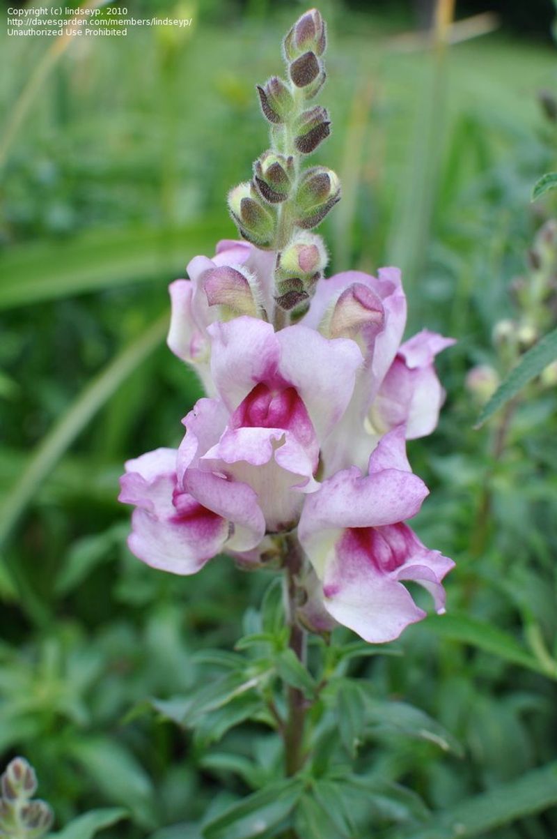 Snapdragon