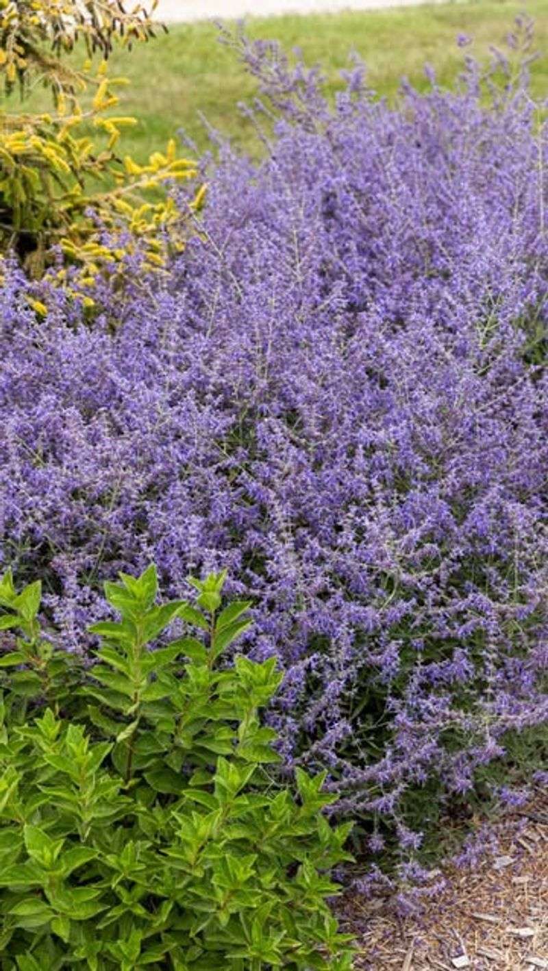 Russian Sage