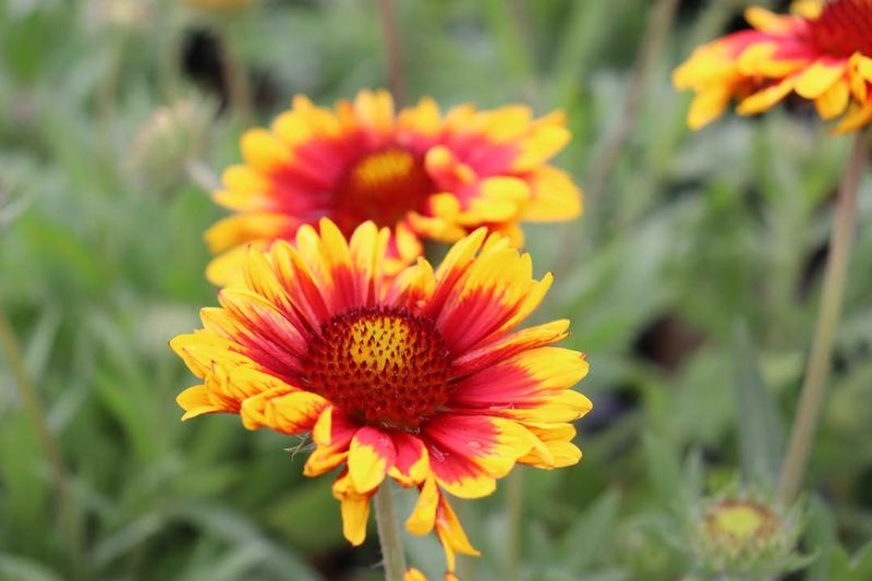 Gaillardia