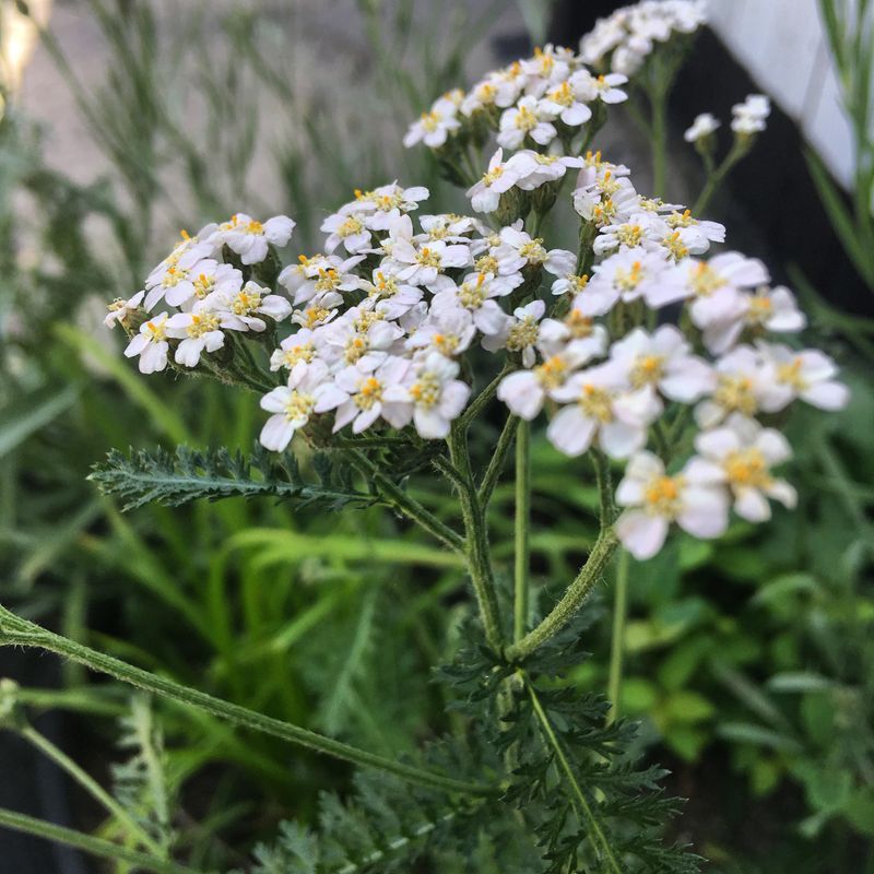 Yarrow (Achillea)