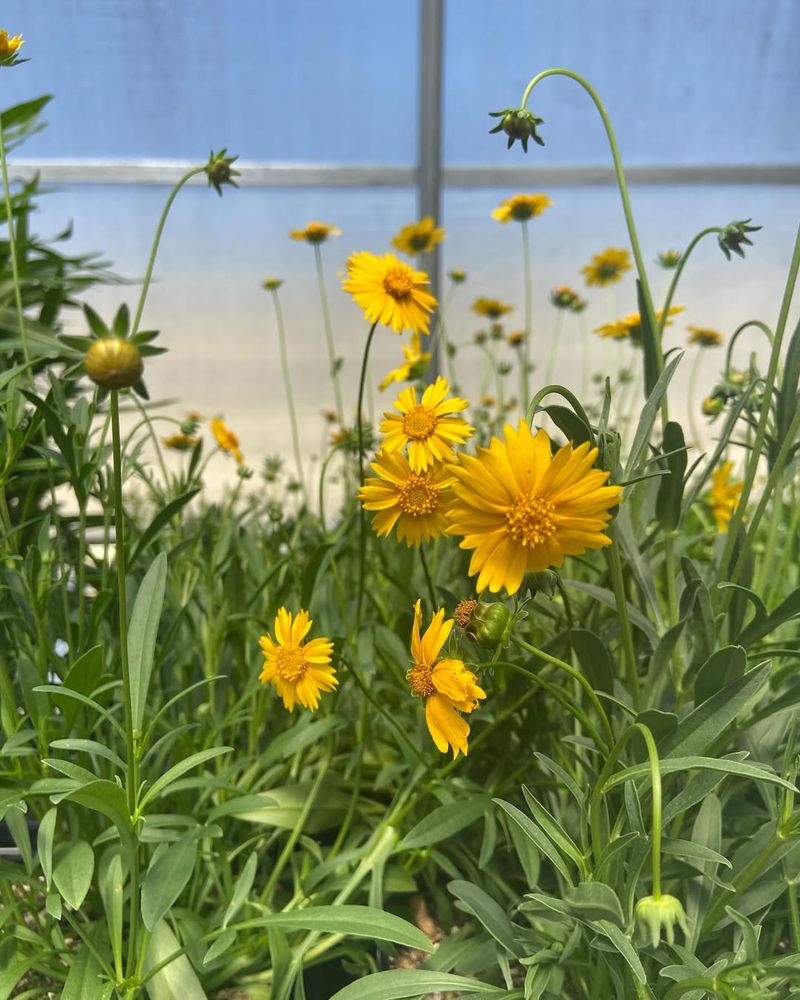 Coreopsis (Tickseed)