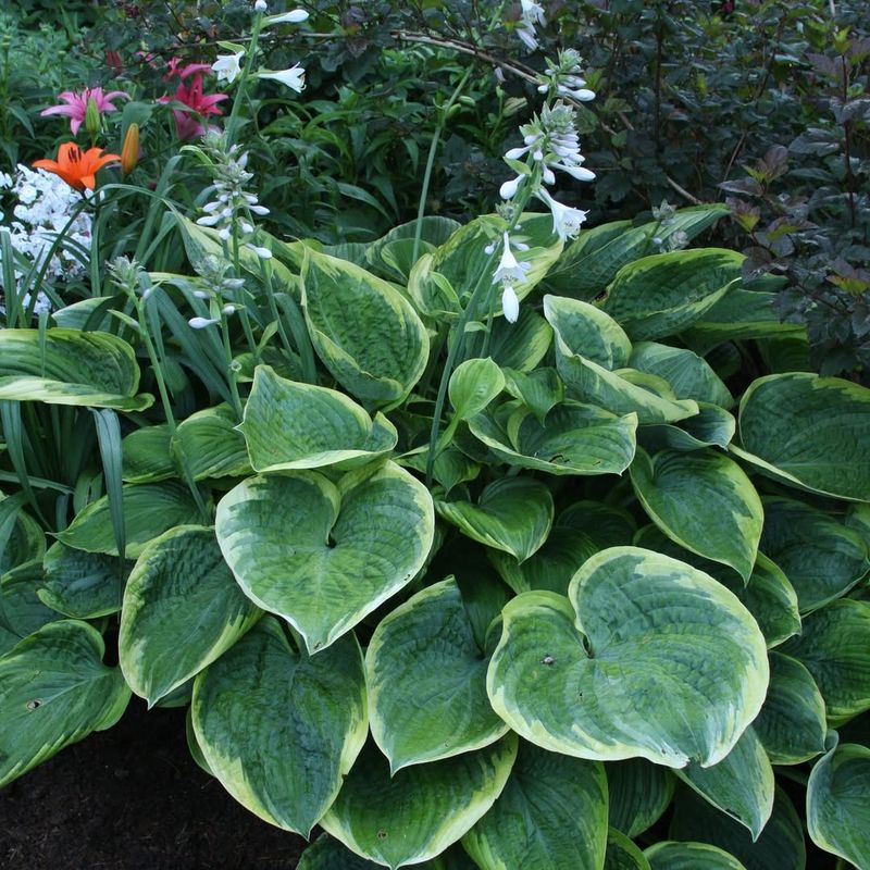 Hosta (Hosta spp.)