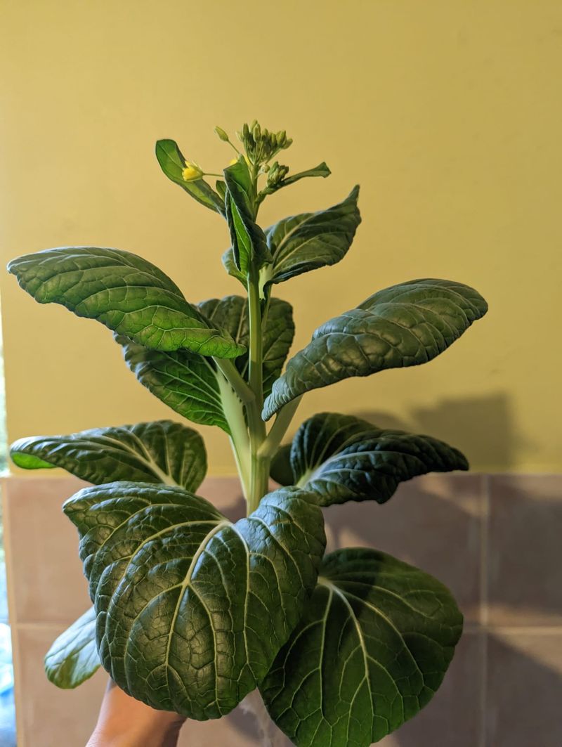 Pak Choi